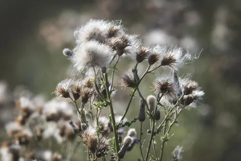 Thistle gone to seed Stock-Fotos