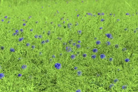 Thistle on green field Stock Photos
