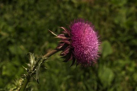 Thistle on green Stock Photos