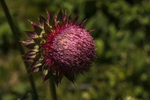 Thistle on green Stock-Fotos