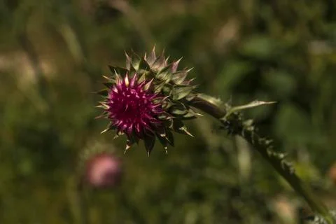 Thistle on green Foto stock
