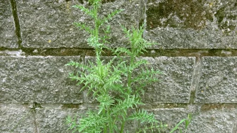 Thistle growing next to an old stone wall Stock Footage 155645043