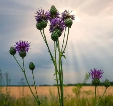 Thistle grows in a field at sunset Stock Photos