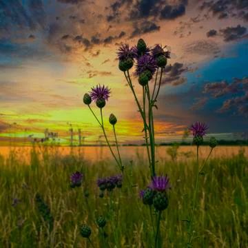 Thistle grows in a field at sunset Stock Photos
