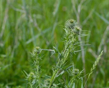 Thistle Head Stock Photos