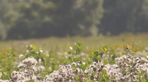 Thistle heads, bushes 스톡 동영상 52999254