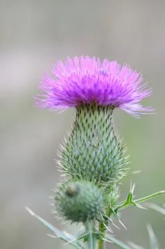 Thistle heads Stock Photos