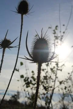 Thistle Heads Stock Stock-Fotos