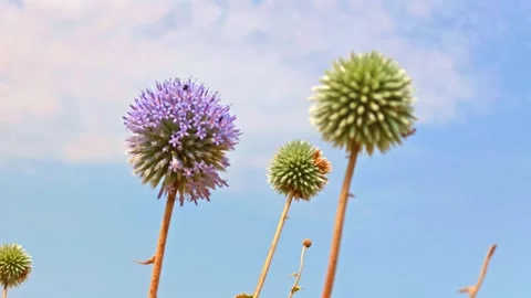 Thistle heads in various stages of bloom stand tall against a clear sky Stock Footage 341774700