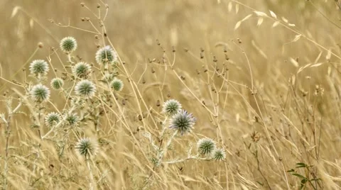 Thistle herbs Stock Footage 54395023