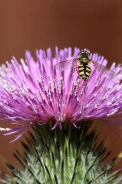 Thistle with hoverfly Stock Photos