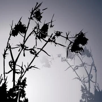 Thistle Stock Illustration