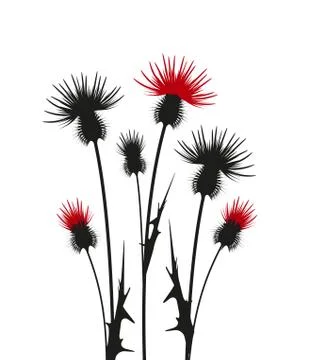 Thistle Stock Illustration