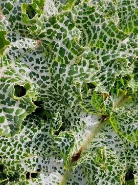 Thistle leaves arranged in a pattern under natural radiance capture the essence Stock Photos