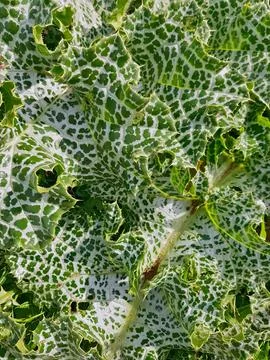 Thistle leaves arranged in a pattern under natural light embody the raw beauty Stock Photos