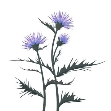 Thistle with leaves Stock Illustration