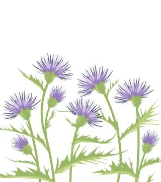 Thistle with leaves Stock Illustration