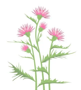 Thistle with leaves Stock Illustration