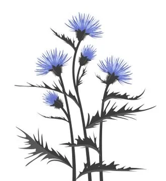 Thistle with leaves Stock Illustration