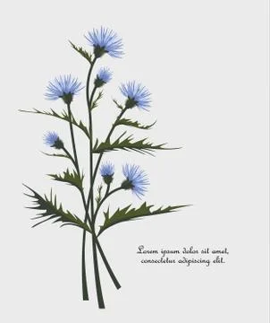 Thistle with leaves Stock Illustration