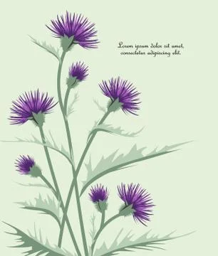 Thistle with leaves Stock Illustration