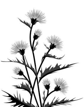 Thistle with leaves Stock Illustration