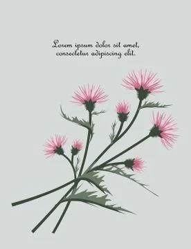 Thistle with leaves Stock Illustration