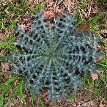 Thistle of leaves Stock Photos