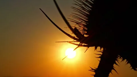 Thistle macro in golden hour light, cinematic nature shot, 4K 스톡 동영상 320157330