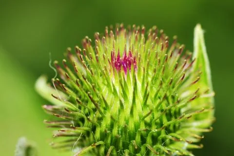 Thistle macro Stock Photos