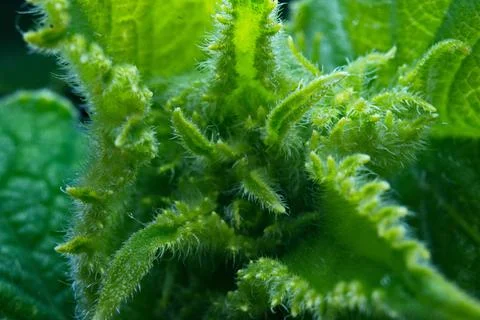 Thistle Macro Stock Photos