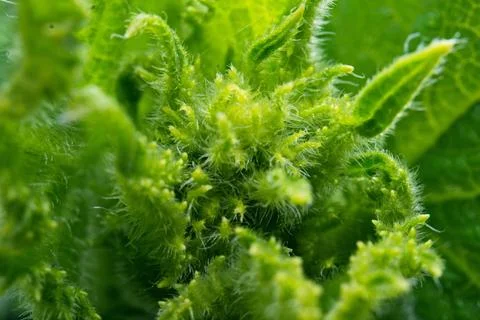 Thistle Macro Stock Photos