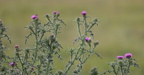 Thistle in the meadow, 4K slomo Stock Footage 166041488