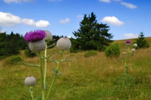 Thistle on the meadow Stock Photos
