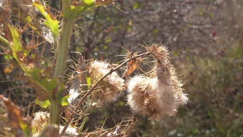 Thistle in a mountain valley. Stock Footage 253034658