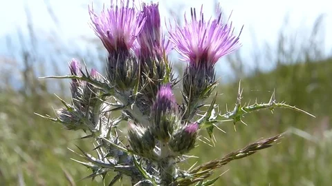 Thistle moved by wind with pink flower and green background at mountain Stock Footage 75885902
