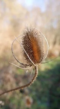 Thistle in the nature Stock Photos
