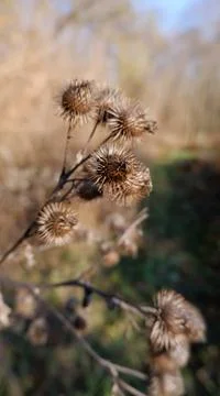 Thistle in the nature Stock Photos