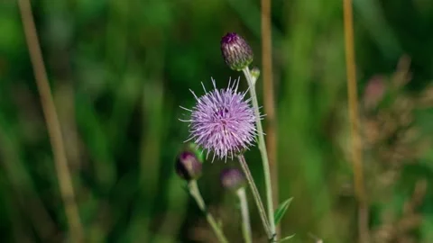 Thistle or creeping thistle. Video stock 329065583