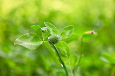 Thistle Stock Photos