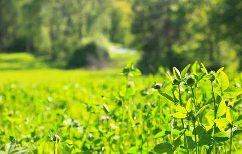 Thistle Stock Photos