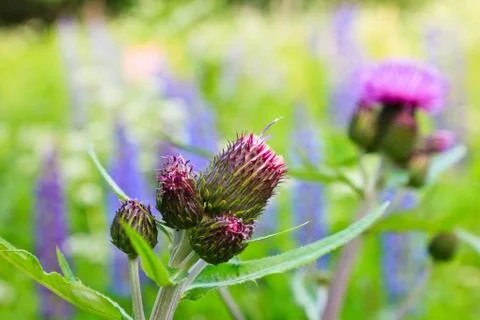 Thistle Stock Photos