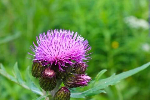 Thistle Stock Photos