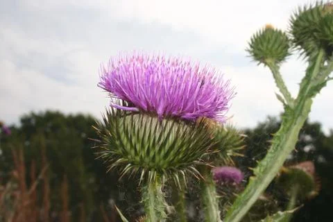 Thistle Stock Photos