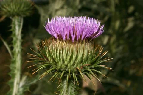 Thistle Stock Photos