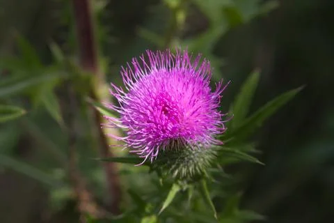 Thistle 스톡 사진