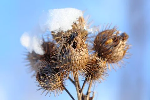 Thistle Stock Photos