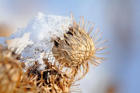 Thistle Stock Photos