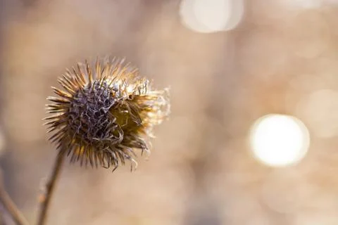 Thistle Stock Photos