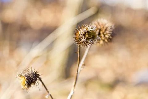 Thistle Stock Photos